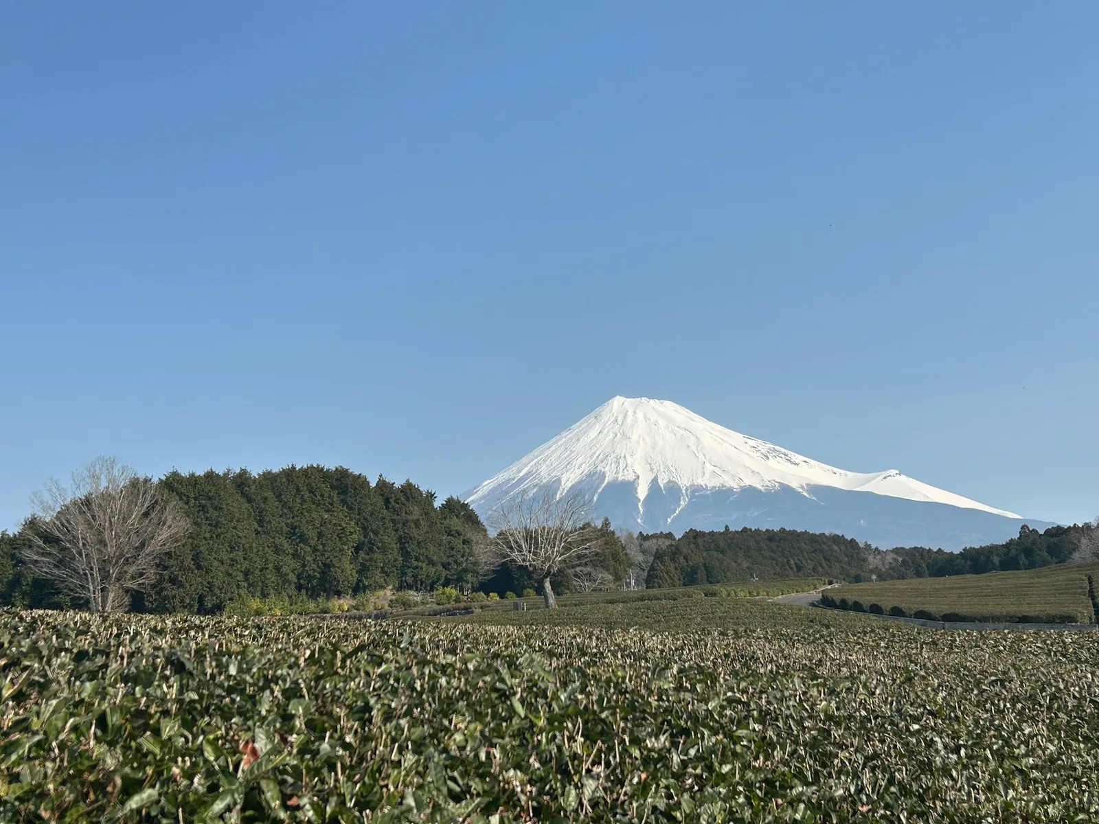 Tea fields beneath Mount Fuji in Japan, where matcha leaves are cultivated
